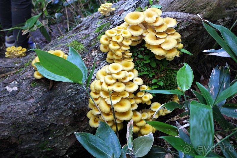 Там за туманами берег наш родной... о. Шикотан.