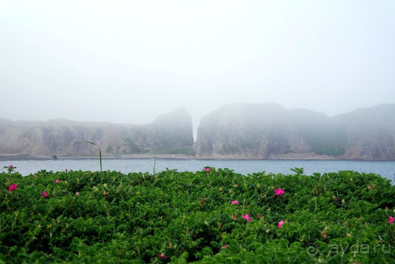 Там за туманами берег наш родной... о. Шикотан.