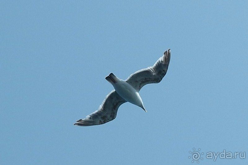 Там за туманами берег наш родной... о. Шикотан.