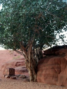 Наперекор    всем   терниям.