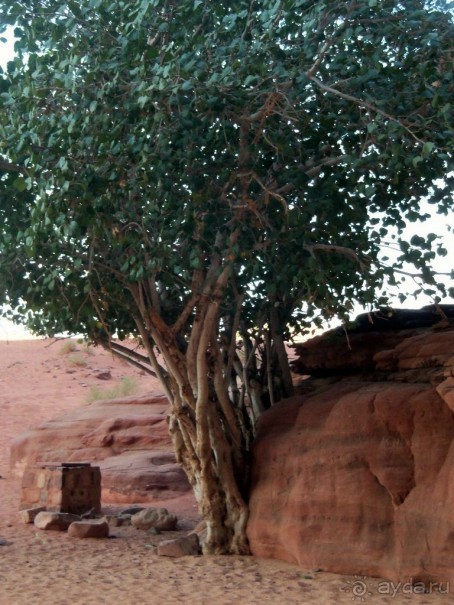 Наперекор    всем   терниям.