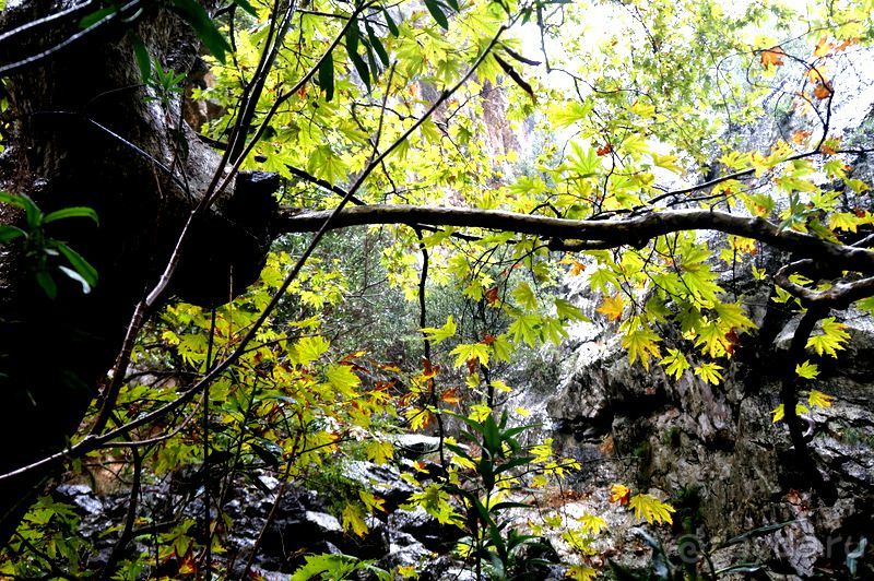 На джипах в каньон Саподеро.
