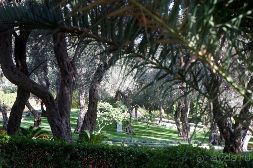 Альбом отзыва "Бахайские сады Хайфы."