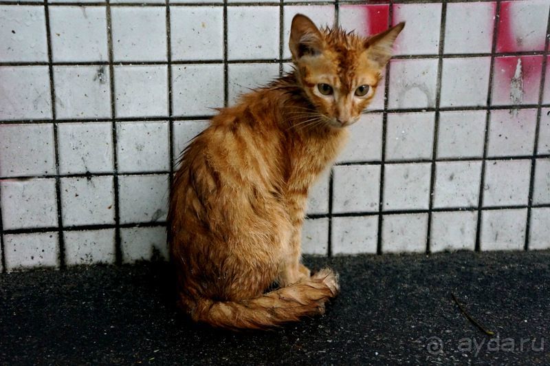 Куала  Лумпур -  город  будущего.