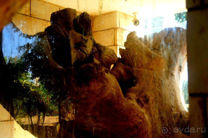 Сокровища  Иудейской пустыни.