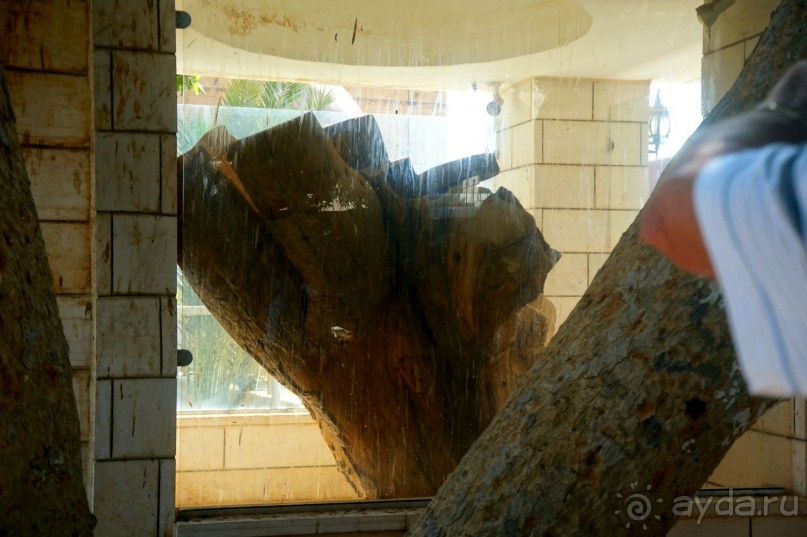 Сокровища  Иудейской пустыни.