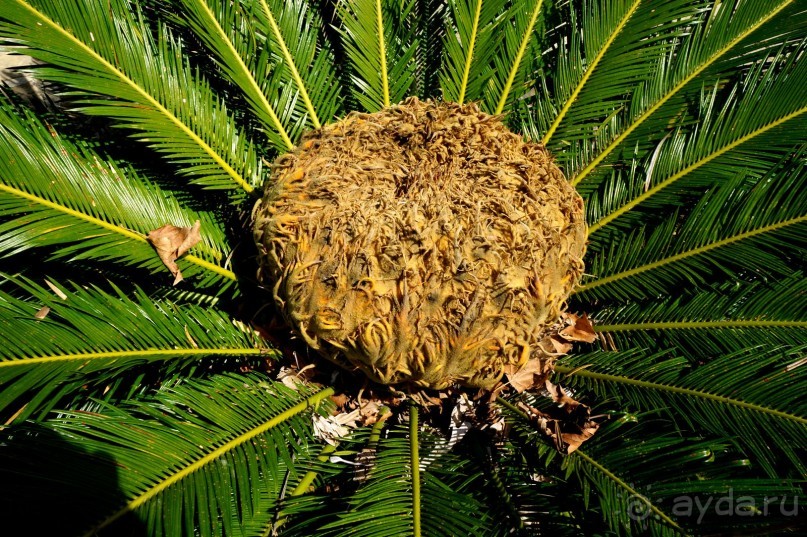 Зеленый   каньон.