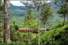 Нувара  Элия.  Путь  от  кофе  к  чаю.