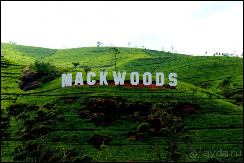 Нувара  Элия.  Путь  от  кофе  к  чаю.