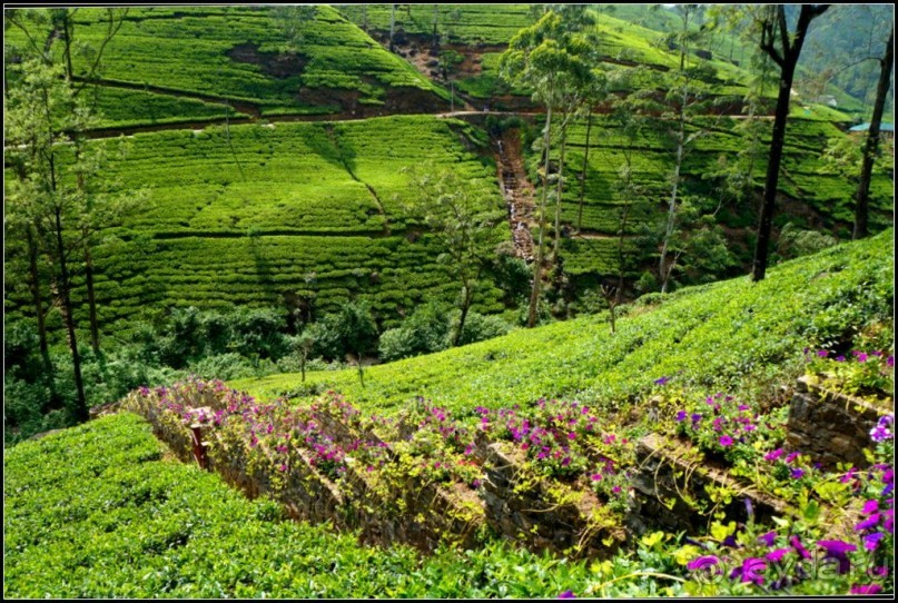 Нувара  Элия.  Путь  от  кофе  к  чаю.