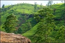 Нувара  Элия.  Путь  от  кофе  к  чаю.