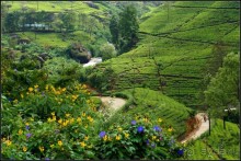 Нувара  Элия.  Путь  от  кофе  к  чаю.