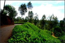 Нувара  Элия.  Путь  от  кофе  к  чаю.