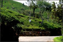 Нувара  Элия.  Путь  от  кофе  к  чаю.