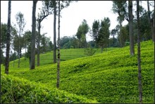 Нувара  Элия.  Путь  от  кофе  к  чаю.