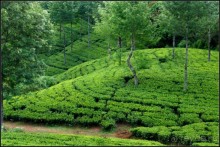 Нувара  Элия.  Путь  от  кофе  к  чаю.