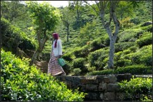 Нувара  Элия.  Путь  от  кофе  к  чаю.