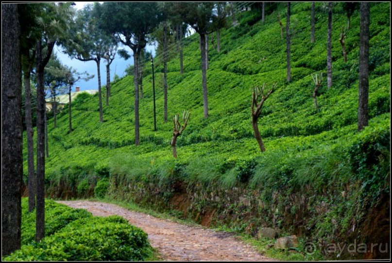 Нувара  Элия.  Путь  от  кофе  к  чаю.