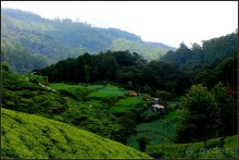 Нувара  Элия.  Путь  от  кофе  к  чаю.