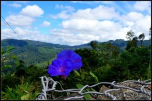 Нувара  Элия.  Путь  от  кофе  к  чаю.