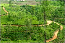 Нувара  Элия.  Путь  от  кофе  к  чаю.