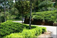 Нувара  Элия.  Путь  от  кофе  к  чаю.