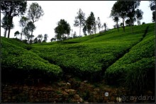 Нувара  Элия.  Путь  от  кофе  к  чаю.