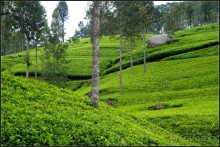 Нувара  Элия.  Путь  от  кофе  к  чаю.