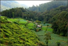 Нувара  Элия.  Путь  от  кофе  к  чаю.