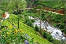 Нувара  Элия.  Путь  от  кофе  к  чаю.