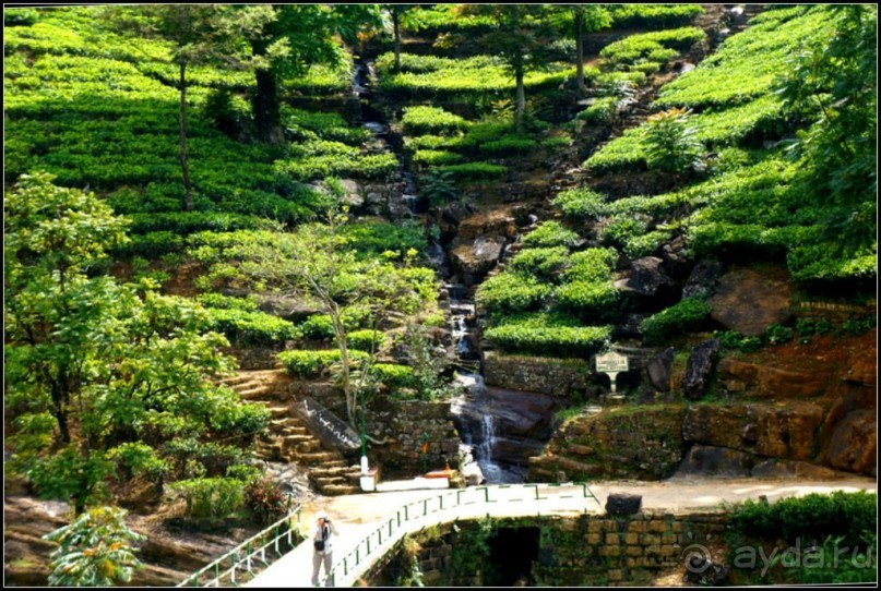 Нувара  Элия.  Путь  от  кофе  к  чаю.