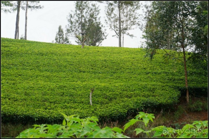 Нувара  Элия.  Путь  от  кофе  к  чаю.