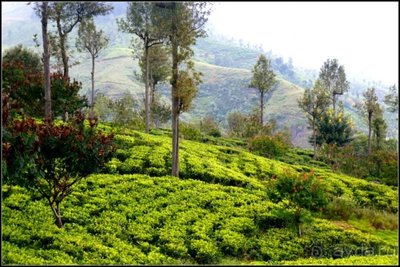 Нувара  Элия.  Путь  от  кофе  к  чаю.