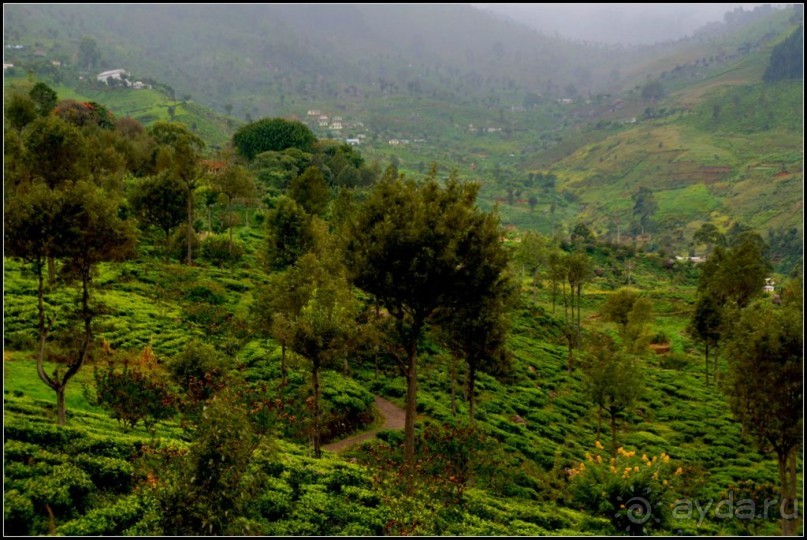 Нувара  Элия.  Путь  от  кофе  к  чаю.