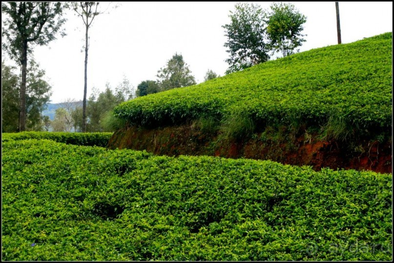 Нувара  Элия.  Путь  от  кофе  к  чаю.