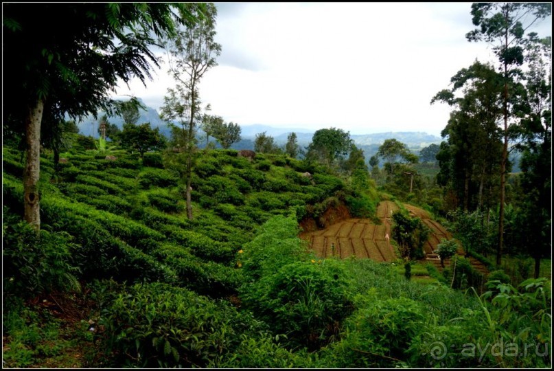 Нувара  Элия.  Путь  от  кофе  к  чаю.