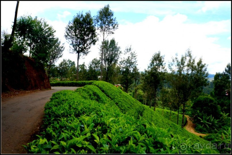 Нувара  Элия.  Путь  от  кофе  к  чаю.