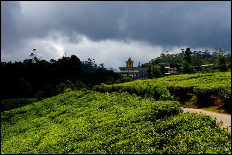 Нувара  Элия.  Путь  от  кофе  к  чаю.