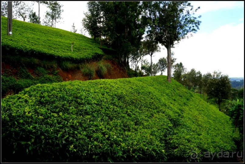 Нувара  Элия.  Путь  от  кофе  к  чаю.
