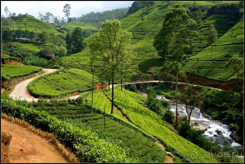 Нувара  Элия.  Путь  от  кофе  к  чаю.
