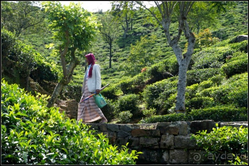 Нувара  Элия.  Путь  от  кофе  к  чаю.