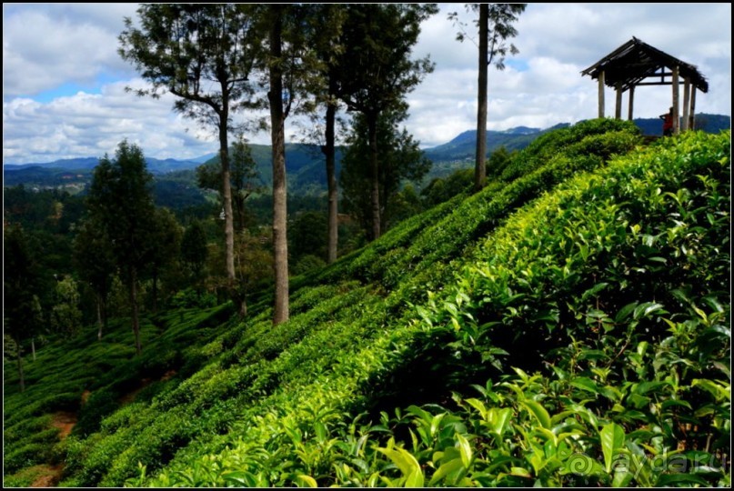 Нувара  Элия.  Путь  от  кофе  к  чаю.