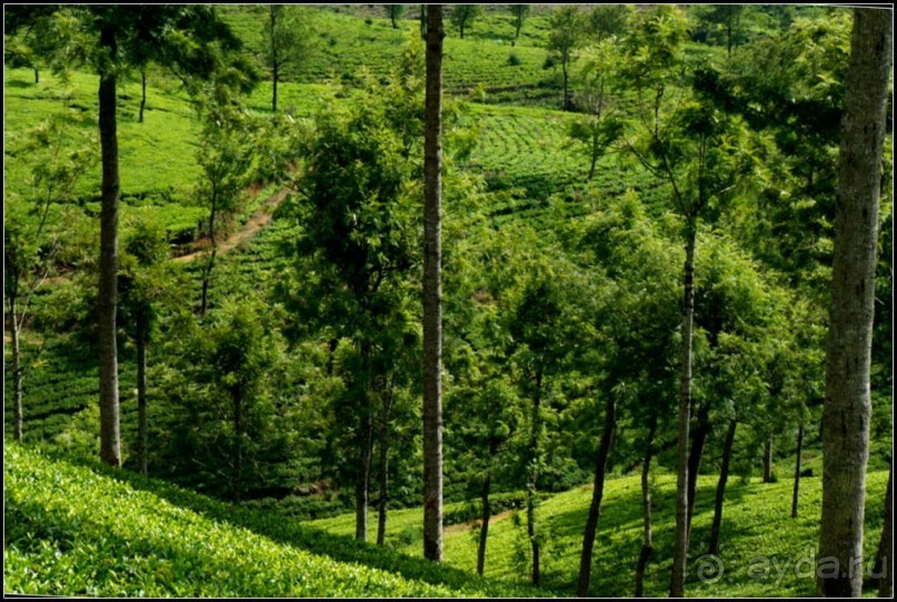 Нувара  Элия.  Путь  от  кофе  к  чаю.
