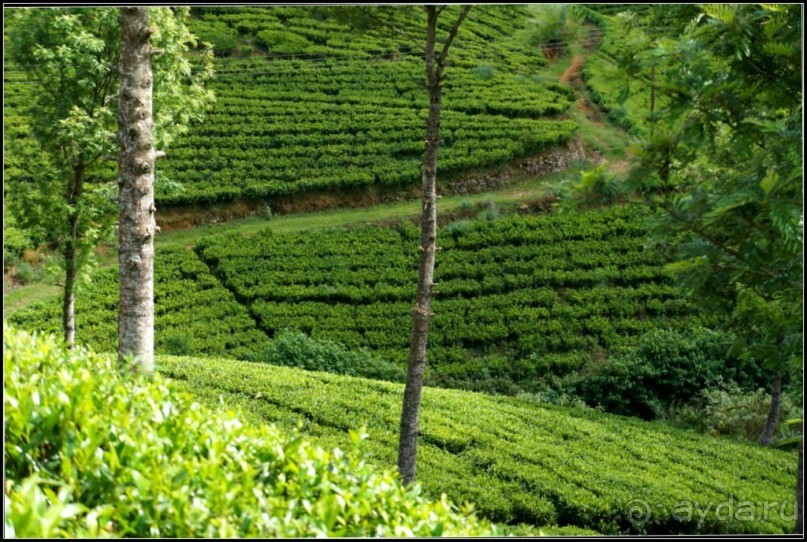 Нувара  Элия.  Путь  от  кофе  к  чаю.