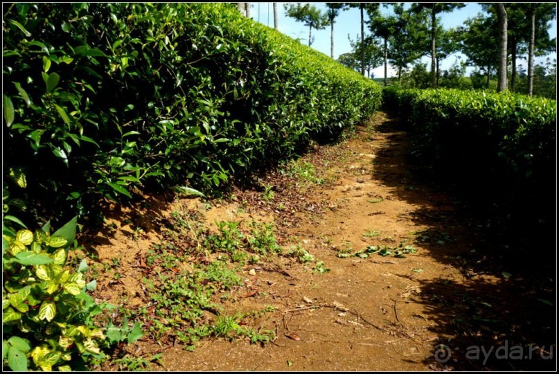 Нувара  Элия.  Путь  от  кофе  к  чаю.