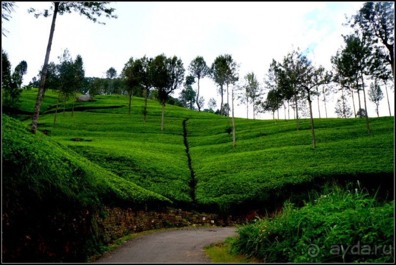 Нувара  Элия.  Путь  от  кофе  к  чаю.