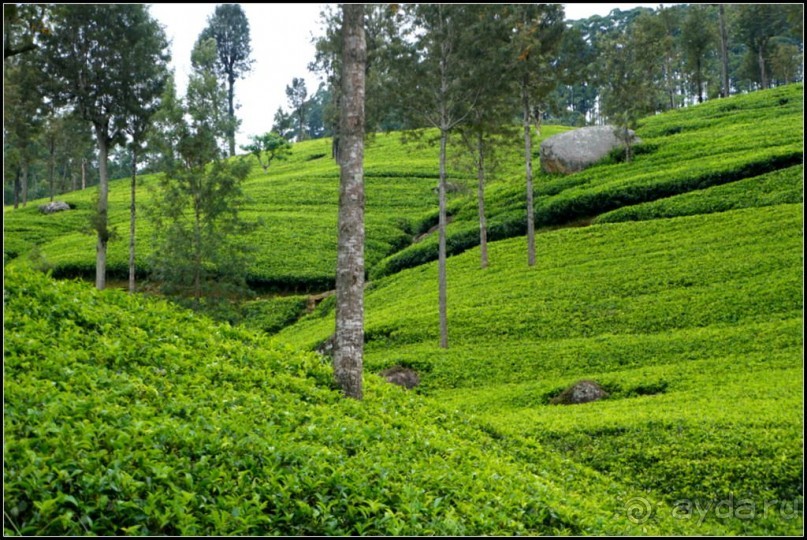 Нувара  Элия.  Путь  от  кофе  к  чаю.