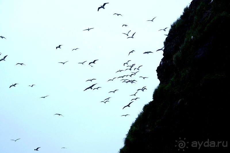 Альбом отзыва "Бухта  Тихая. Восточный берег Сахалина."