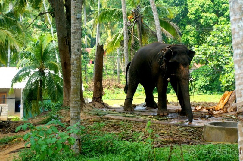 Неординарный   Будда.