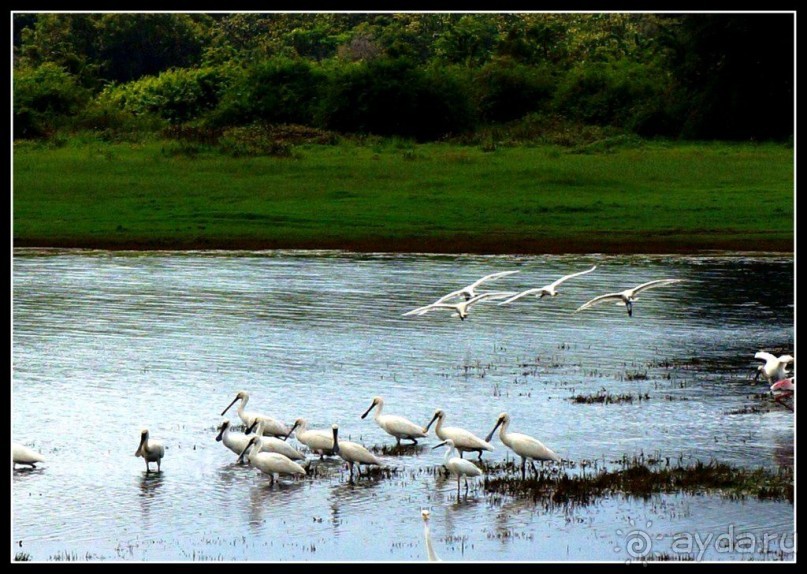 "Минерия " -  рай  для  слонов.